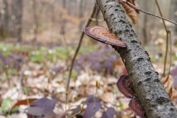 Daedaleopsis konfragosa, genellikle ince duvarlı labirent çokgözeneği ya da düşen ağaç dalında kızaran parantez olarak bilinir.