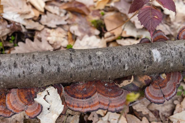 Daedaleopsis konfragosa, genellikle ince duvarlı labirent çokgözeneği ya da düşen ağaç dalında kızaran parantez olarak bilinir.