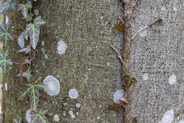 Ivy Hedera Helix European Ivy Climbing Smooth Bark Tree Close — Photo