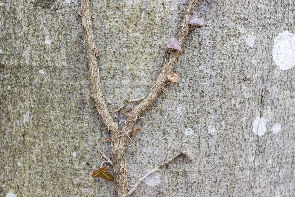 Ivy Hedera Helix European Ivy Climbing Smooth Bark Tree Close — Photo