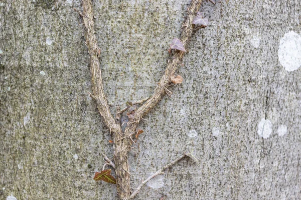 Ivy, Hedera helix or European ivy climbing on smooth bark of a tree. Close up texture copy space