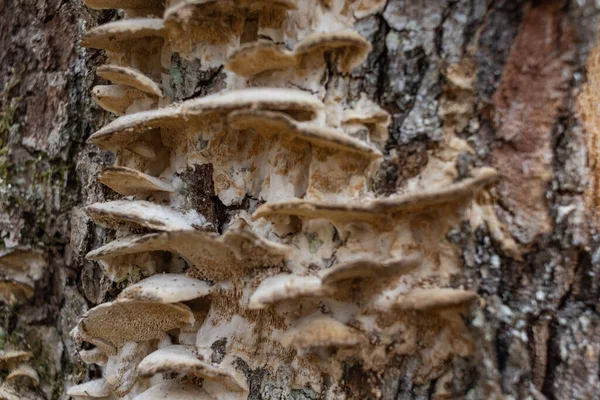 Large parasitic mushroom that grows on tree trunks, Fomes fomentarius. This mushroom is known by several names, tinder fungus, hoof fungus, tinder conk, tinder polypore or ice man fungus