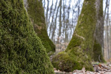 Yosun tutmuş ağaç gövdesi Dağ bahar ormanının derinliklerinde