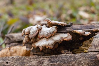 Ağaç gövdelerinde yetişen büyük parazit mantar Fomes fomentarius. Bu mantar çeşitli isimlerle bilinir: Tinder mantarı, toynak mantarı, Tinder conk, Tinder polypore veya Ice Man mantarı.