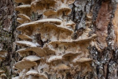 Ağaç gövdelerinde yetişen büyük parazit mantar Fomes fomentarius. Bu mantar çeşitli isimlerle bilinir: Tinder mantarı, toynak mantarı, Tinder conk, Tinder polypore veya Ice Man mantarı.