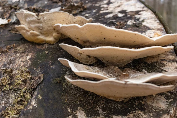 Ağaç gövdelerinde yetişen büyük parazit mantar Fomes fomentarius. Bu mantar çeşitli isimlerle bilinir: Tinder mantarı, toynak mantarı, Tinder conk, Tinder polypore veya Ice Man mantarı.