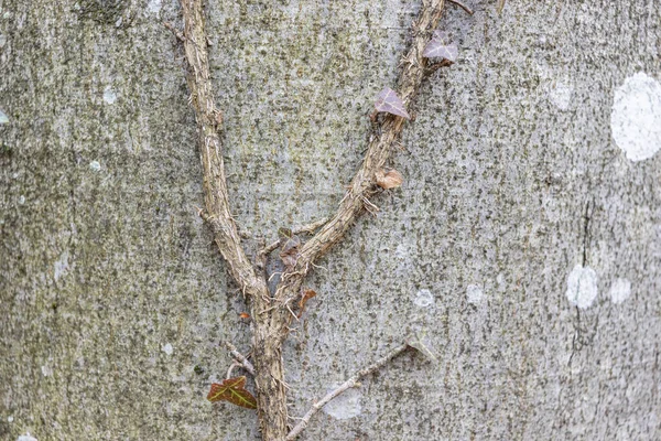 Ivy Hedera Helix European Ivy Climbing Smooth Bark Tree Close — Zdjęcie stockowe