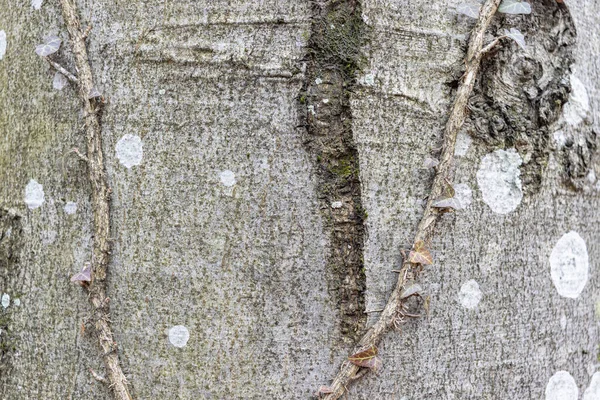Айви Спираль Хедеры Европейский Плющ Взбирающийся Гладкую Кору Дерева Закрыть — стоковое фото