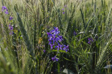 Çatallı larkspur, Consolida regalis veya Vahşi Delphinium mavi çiçekleri