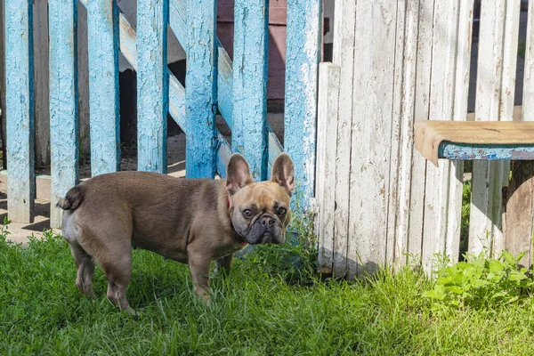 Meraklı kahverengi buldog avı, şirin Fransız bulldog oyunu