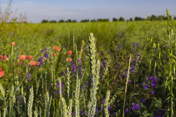 Wilder Mohn Papaver Rhoeas Und Gabeldorn Consolida Regalis Blüht Sommerfeld — Stockfoto