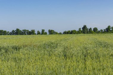 Kırsal yeşil buğday tarlası. Kırsalda buğday tarlası