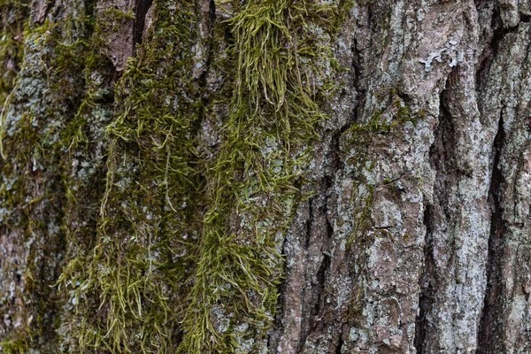 Текстура Старой Коры Дерева Покрыта Зеленым Мхом Зеленый Мох Коричневом — стоковое фото