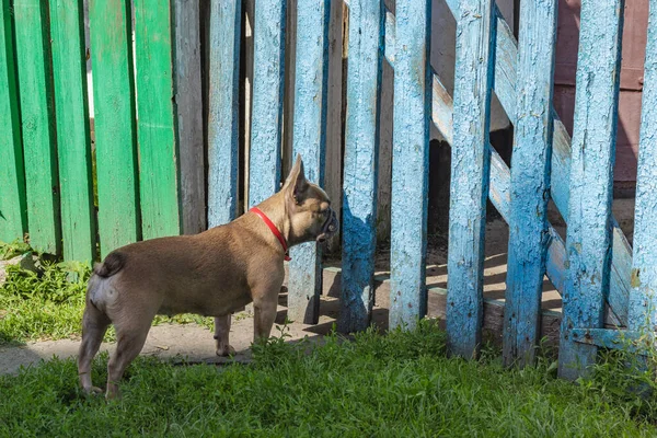 好奇的法国斗牛犬狩猎 可爱的法国斗牛犬玩耍 — 图库照片