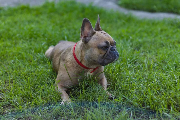 Otların üzerinde yatan tatlı Fransız bulldog kızı. Kırsalda yaz