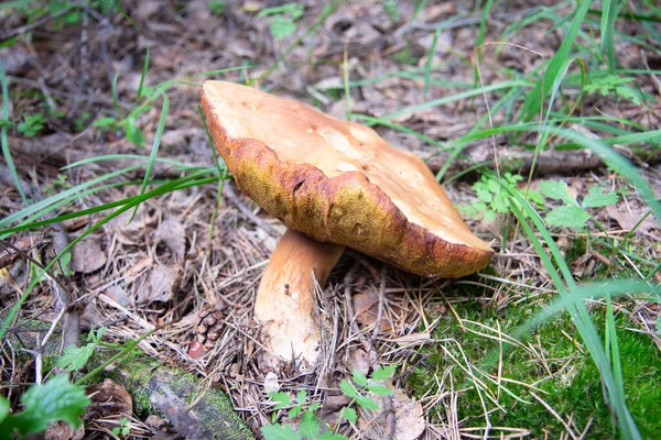 Champignons Sibérie Altay — Photo