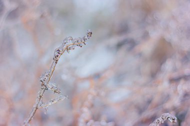 Buz, donmuş yağmurdan sonra çimenli bitkiyi kaplar. Kış Doğal Fenomeni