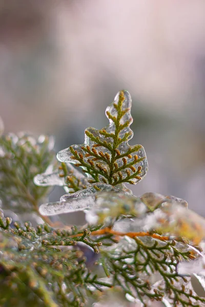 Gałąź Thuja Pokryta Lodem Zimnym Deszczu Zimowe Zjawiska Naturalne — Zdjęcie stockowe