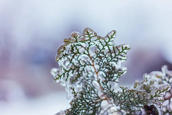 Gren Barrträsk Vackert Täckt Med Efter Ett Kallt Regn Vinter — Stockfoto