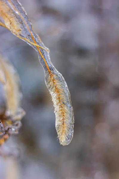Spikelet Plant Covered Ice Cold Freezing Rain Winter Natural Phenomena — Stock Photo, Image