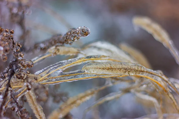 Glace Couvre Les Épillets Plantes Plantes Jardin Phénomènes Naturels Hivernaux — Photo