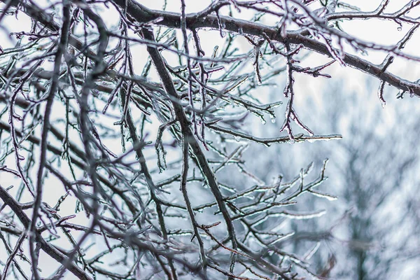 Galhos Árvores Jardim São Cobertos Com Gelo Após Inverno Frio — Fotografia de Stock