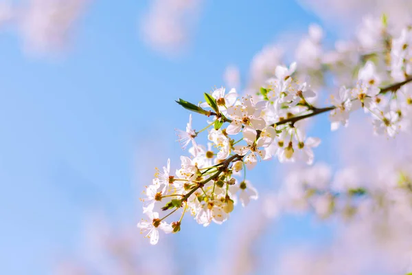 Blooming Branch Plum Tree Blue Sky Garden Spring Natural Background — стоковое фото