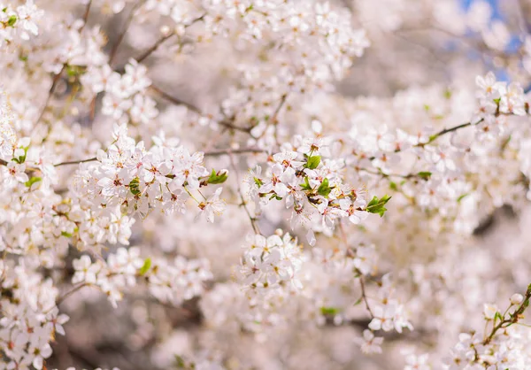 Beautifully Blooming Lush Plum Tree Garden Spring Natural Background — Foto de Stock