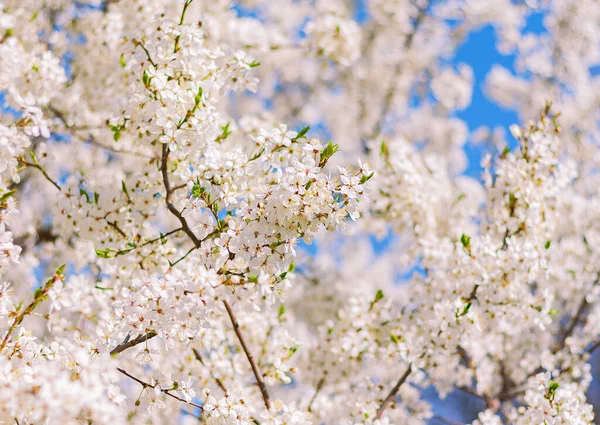 Natürlich Schön Blühende Pflaume Garten Frühling Natur Hintergrund — Stockfoto