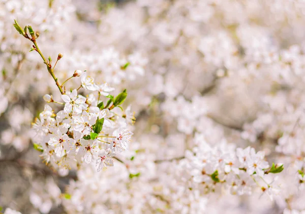 Κλαδιά Μιας Ανθισμένης Δαμασκηνιάς Όμορφα Λευκά Λουλούδια Ελατήριο Φυσικό Φόντο — Φωτογραφία Αρχείου