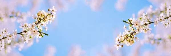 Hermoso Árbol Frutal Que Florece Contra Cielo Primavera Naturaleza Bandera — Foto de Stock