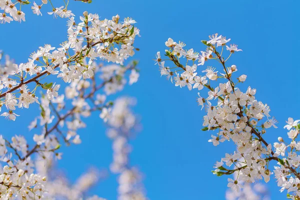 Zweige Eines Blühenden Pflaumenbaums Gegen Den Blauen Himmel Frühling Natürlicher — Stockfoto