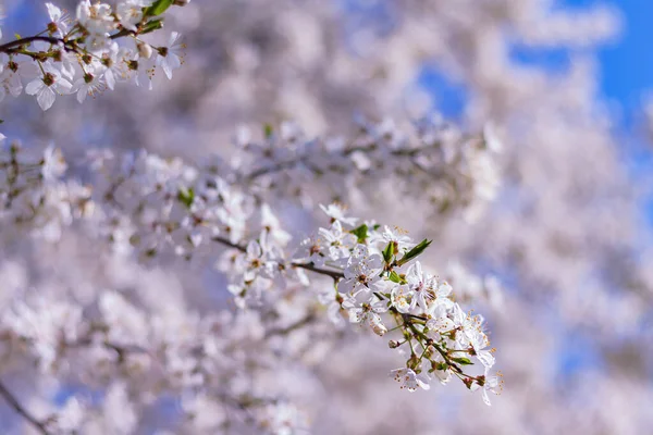 Hermosas Ramas Ciruelo Florecientes Fondo Natural Primavera — Foto de Stock