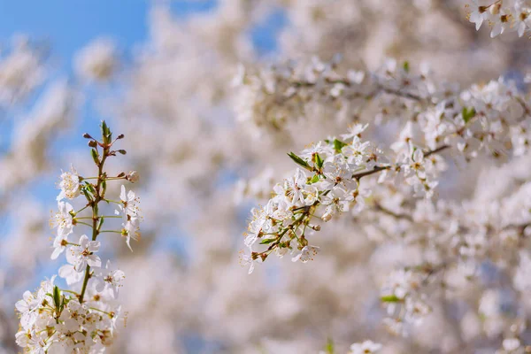 Hermosas Ramas Ciruelo Flor Fondo Natural Primavera — Foto de Stock