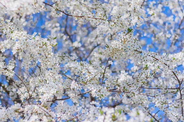 Üppig Blühender Pflaumenbaum Vor Blauem Himmel Frühling Natürlicher Hintergrund — Stockfoto