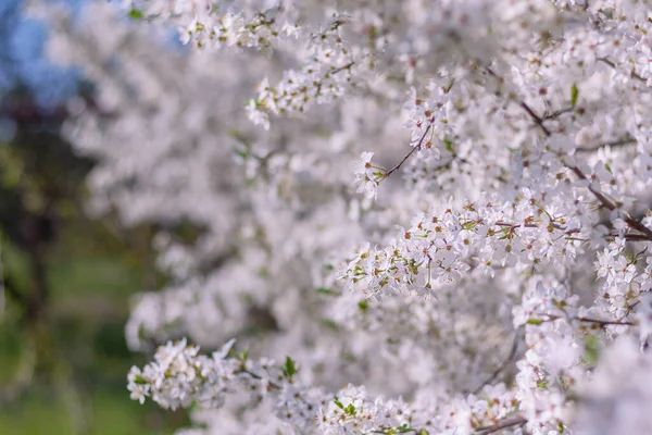 Blühender Pflaumenbaum Garten Natürlicher Hintergrund Des Frühlings — Stockfoto