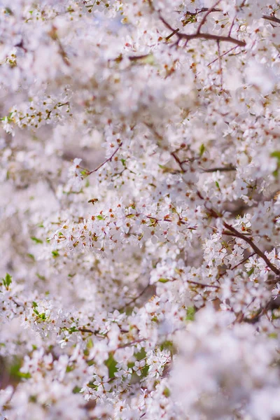 Blühender Pflaumenbaum Garten Frühling Natürlicher Hintergrund — Stockfoto
