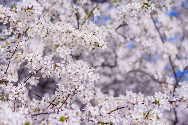 Цветущая Слива Саду Весенний Фон — стоковое фото