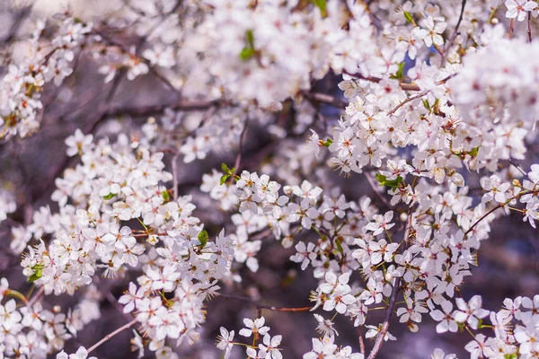 Schöner Blütenpflaumenbaum Garten Frühling Natürlicher Hintergrund — Stockfoto