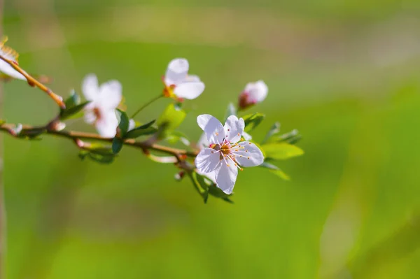 Rameau Fleuri Amandier Gros Plan Sur Fond Herbe Verte Printemps — Photo