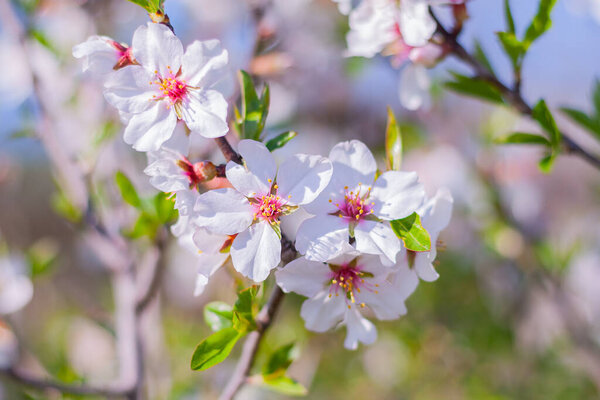 close-up branch of a flowering almond tree in the garden. spring bloom in nature