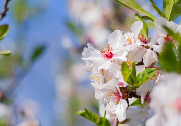 Gros Plan Des Fleurs Amandier Dans Jardin Printemps Fleurir Dans — Photo