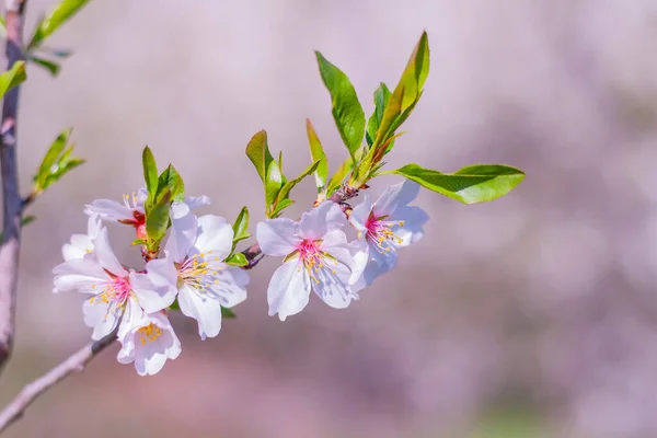 Branche Gros Plan Amandier Fleuri Dans Jardin Printemps Fleurir Dans — Photo