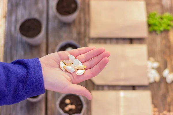 El ele tutuşup kabak tohumlarını ekme malzemeleriyle masaya koyuyoruz. Çiftçilik, bahçıvanlık, organik doğal ürünler ekme kavramı