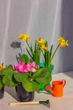 Pembe çuha çiçeği ve saksıdaki sarı nergisler pencere pervazında minyatür tırmıklar ve su kutusunun yanında dururlar. evde bahçıvanlık, ekme ve bitkilerle ilgilenme