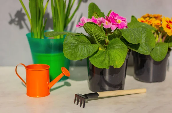 Küçük sulama tenekesi ve pencere eşiğinde saksıda açan bahar çiçeklerinin yanında tırmık. evde bahçıvanlık, ekme ve bitkilerle ilgilenme