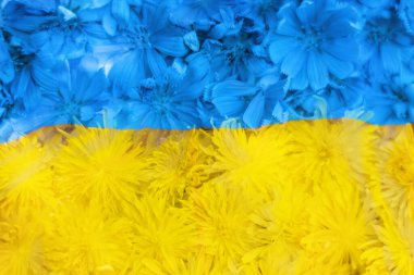 Ulusal Ukrayna bayrağı mavi ve sarı renkli bir zemin üzerine yerleştirilmiştir. Ukrayna 'nın Bağımsızlık Günü. Devlet sembolleri ve egemenliğinin vatanseverliği, desteği ve korunması