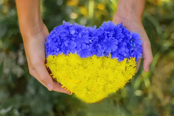 Руки Держат Сердце Голубых Желтых Цветов Цвета Национального Украинского Флага — стоковое фото