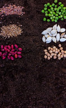 Toprak üzerinde fotokopi alanı olan tarımsal tohumlar. Çiftçilik, bahçıvanlık, organik doğal ürünler ekme kavramı.