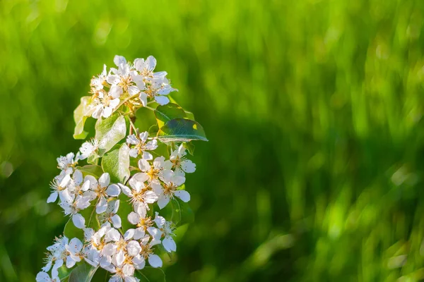 Gałąź Kwitnącej Gruszki Ogrodzie Przestrzenią Kopiowania Wiosna Piękne Tło — Zdjęcie stockowe